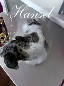 Hansel