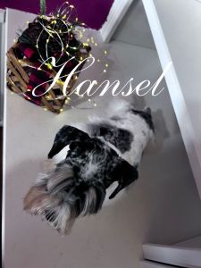 Hansel