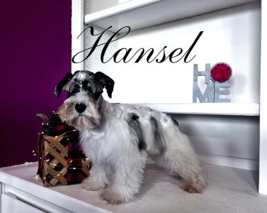 Hansel