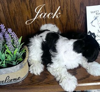 Jack